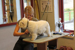 Odense Hundesalon