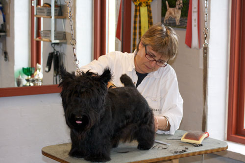 Odense Hundesalon priser